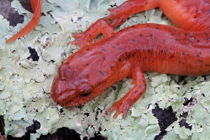 Spring Salamander